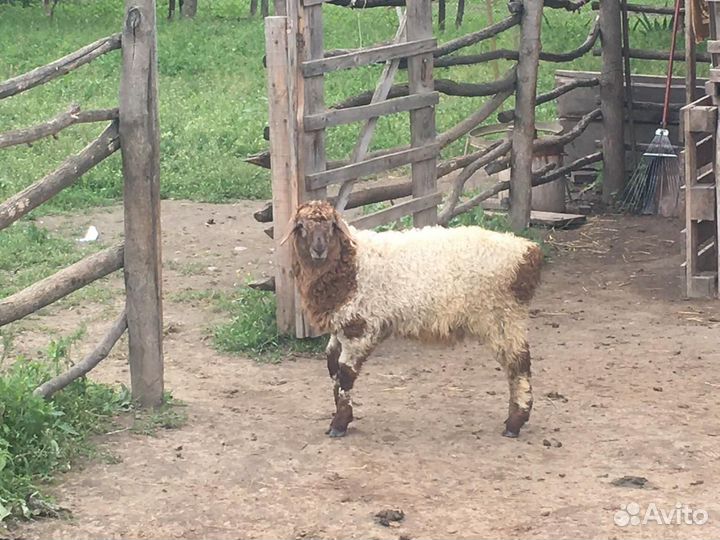 Овцы бараны