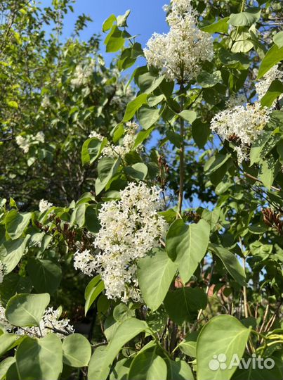 Саженцы сирени