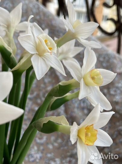 Нарцисс ручной работы подарок цветы