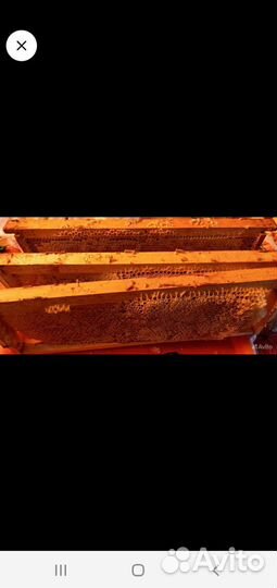 Пчелы с ульями