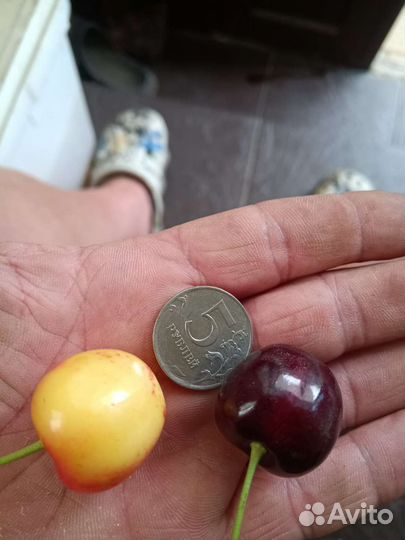 Черешня оптом сорт: Ярославна, Франс Иосиф, Дайбер