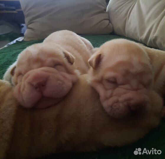 Щенки Шарпей