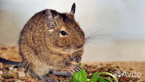 Чилийские белки дегу