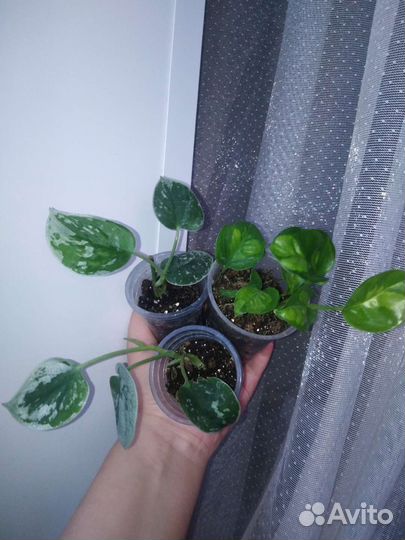 Эпипремнум, сциндапсус, филодендрон,сансевиерия