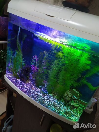 Аквариум