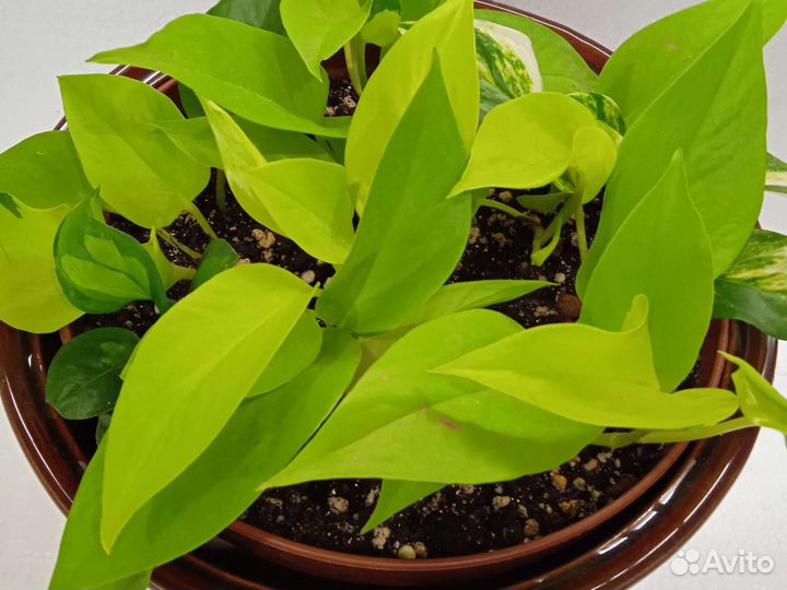 Сциндапсусы