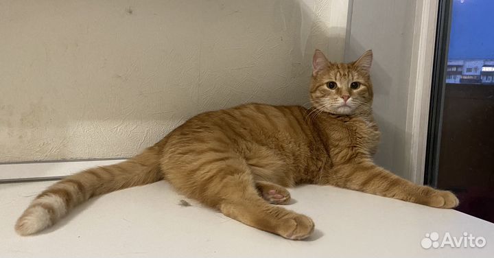 Котик кошка котенок рыжик пушистик в дар