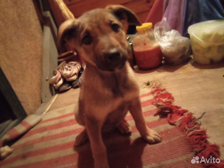 Щенчек в добрые руки