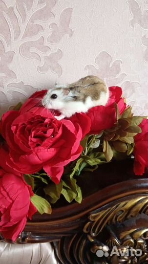 Хомяки джунгарские