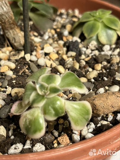 Эониум Декорум и компания