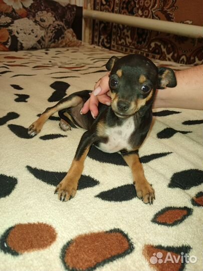 Мини той-терьер