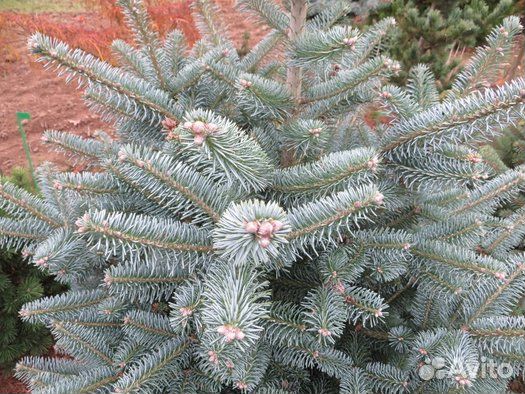 Пихта корейская 