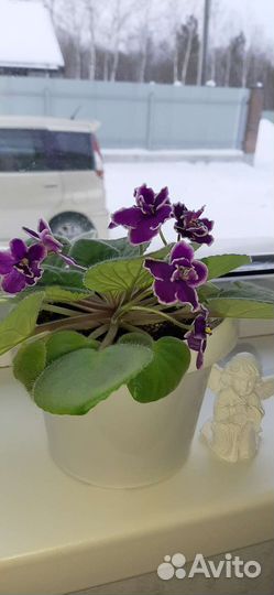Продажа фиалок