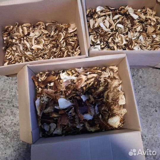 Гриб белый (боровик)