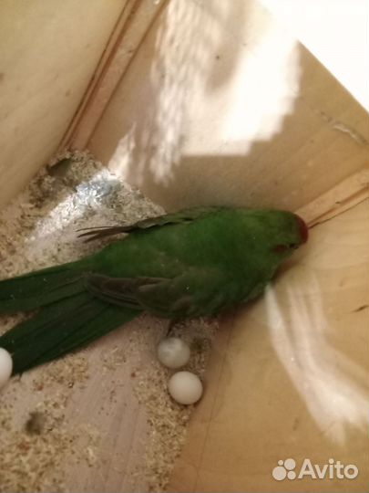 Попугаи какарики