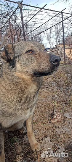 Кобель охранник в добрые руки