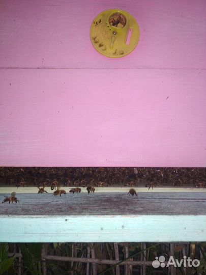 Мёд цветочный