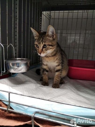 Кошка в дар бесплатно