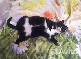 Передержка кошек на время отпуска