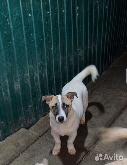 Собаки бесплатно в добрые руки щенки