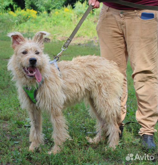 Ищем дом собаке Рокси