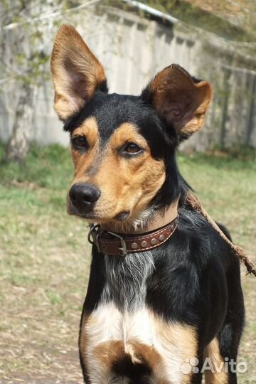 Ганс - настоящий друг