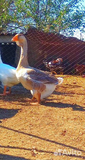 Холмогорские гуси