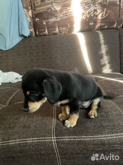 Щенки таксы