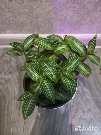 Традесканции