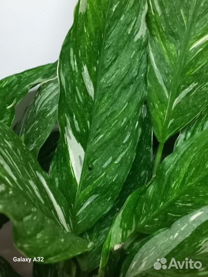 Спатифиллум даймонд