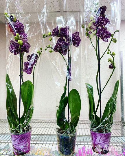 Орхидея фаленопсис дикий кот