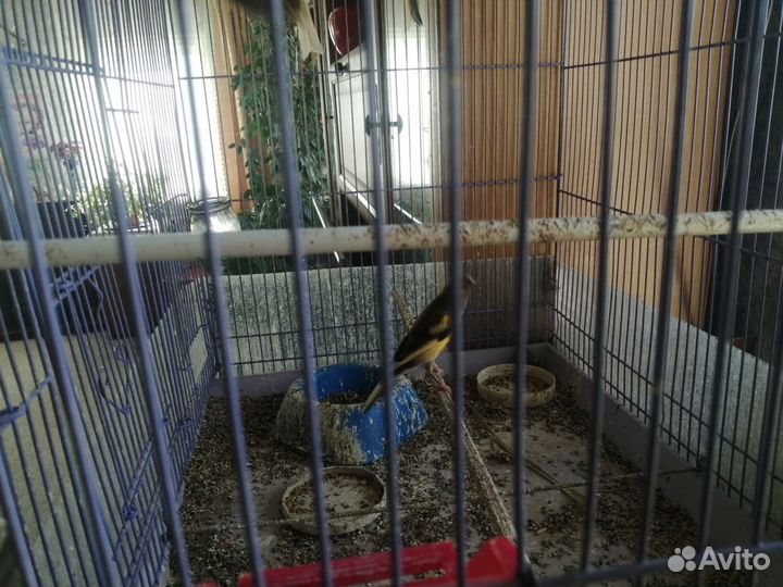 Кеноры поющие