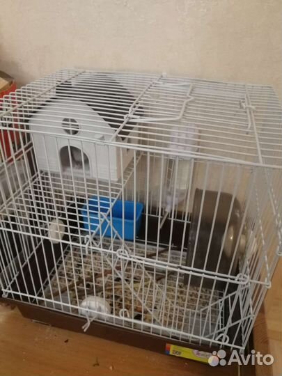 Джунгарские хомяки