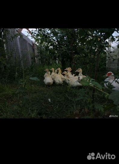 Продам месячных индоутят