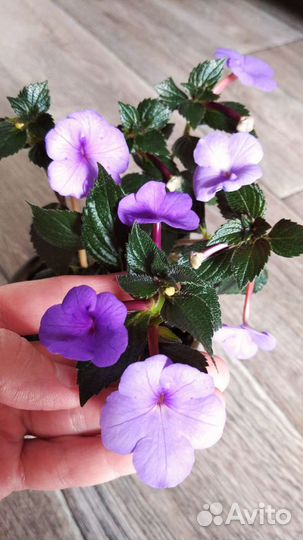 Ахименес сортовой lndia, Alter Ego