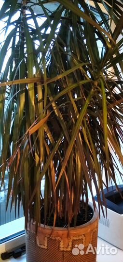 Пальма драцена