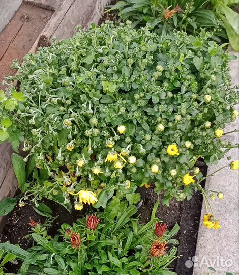 Хризантемы мультифлора