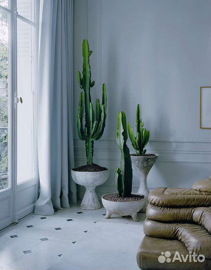 Кактус мексиканский молочай