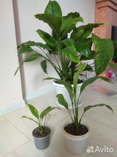 Комнатные растения и цветы Спатифиллиум