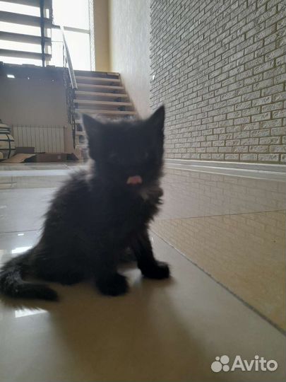 Кошка котёнок черный