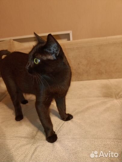 Кошка в дар