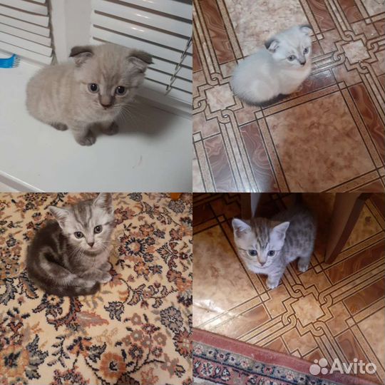 Кошки шотландцы