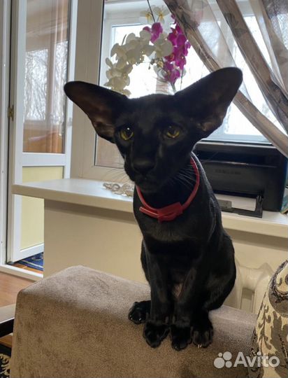 Потерялся кот