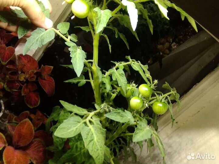 Рассада помидор