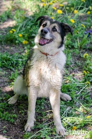 Герда ищет дом и самую любящую семью