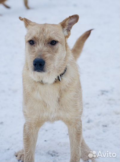 Щенок Чак в добрые руки