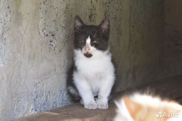 Черно-белый котенок в добрые руки