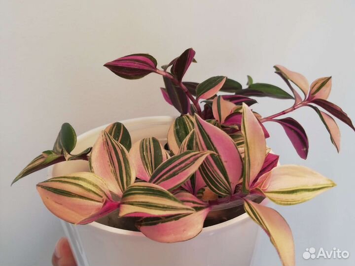 Pallida Bimbo, традисканция Радужный Холм, Рео