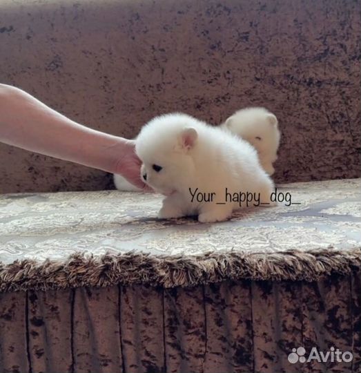 Счастье В Дом