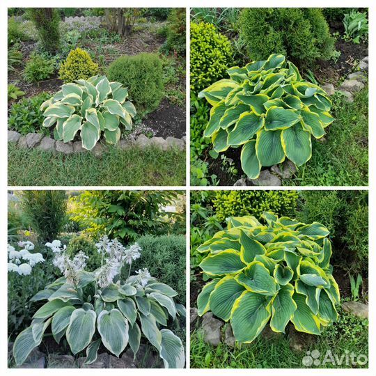 Продам хосты в горшках